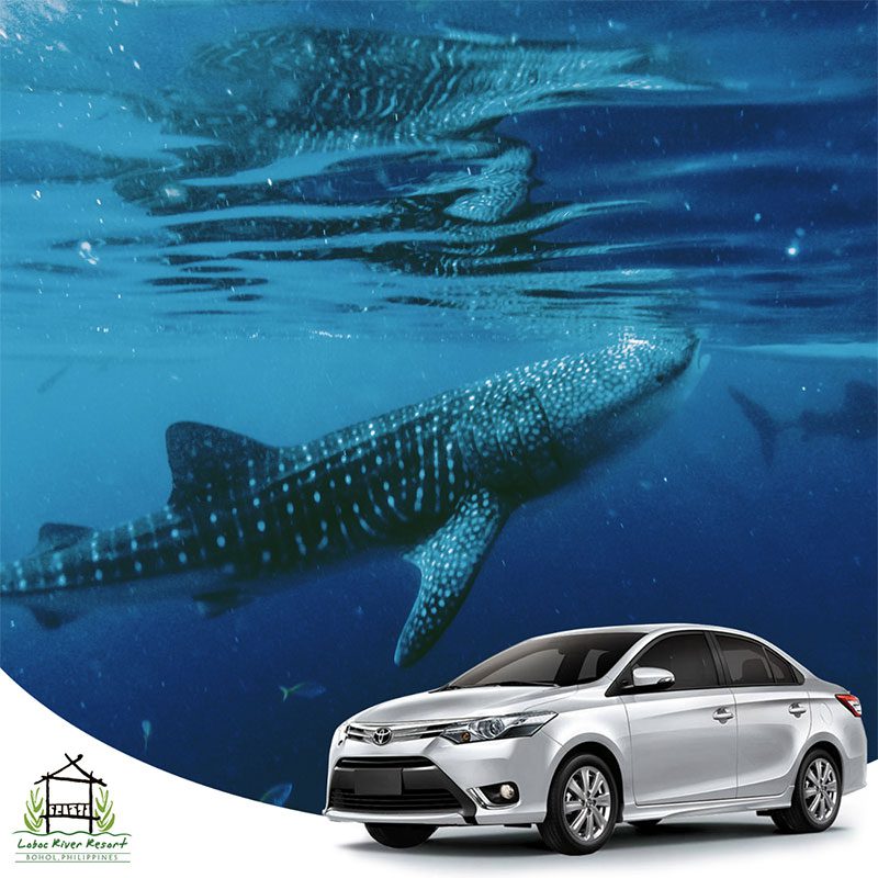 Lila-Whale-Shark-Taug-Tours-Bohol